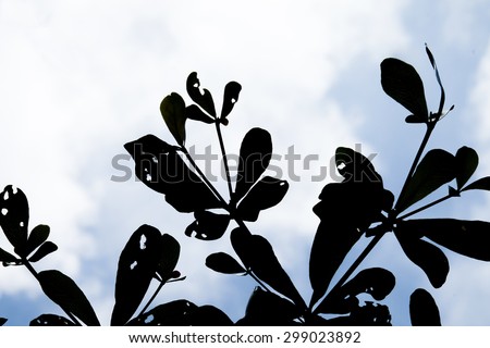 leaves  silhouette sky background
