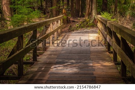 Eco path wooden walkway in the forest. Ecological trail path. Wooden path in the National park in Canada. Travel photo, selective focus, nobody Foto stock © 