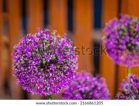 Image, Stock Photo ornamental onion allium