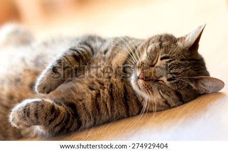 Tabby cat sleeping on the floor lying on her back