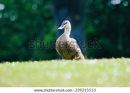 A female Mallard Duck coming up a hill
