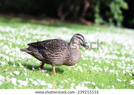 A female Mallard Duck walking down a hill of Daisy Flowers