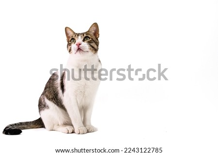 Similar – Image, Stock Photo white tabby cat with ear notch outside in the forest