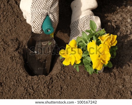 Planting yellow pansy flower in garden, garden work