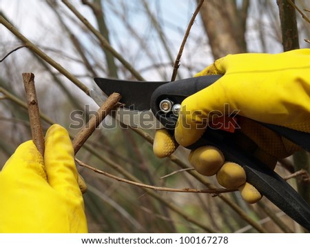 Spring cutting tree using pruning scissors