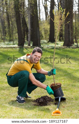 Gardener planting young tall tree, vertical photo
