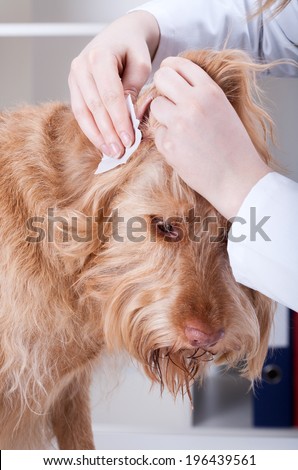 Vet cleaning red dog\'s ear at veterinary clinic