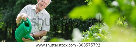 Panorama of elderly happy gardener watering green bushes