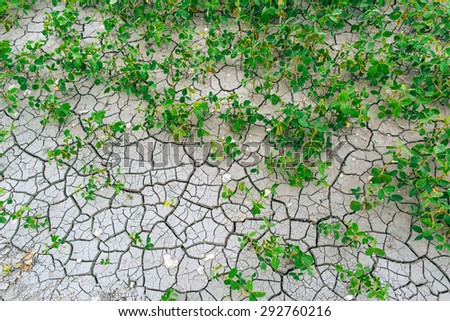 Drought. Field soy. Harvest
