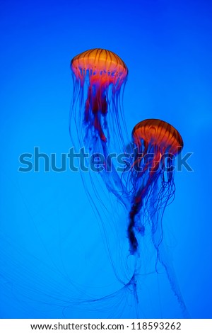 Similar – Foto Bild Qualle im Aquarium 1 Tier