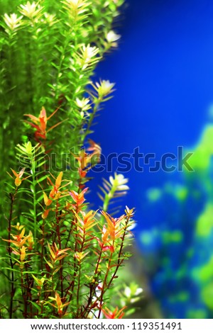 Tropical underwater plants background