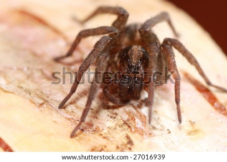 a male wolf spider is crawling on wood