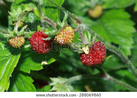 Wild strawberries in front of strawberry leaves as closeup