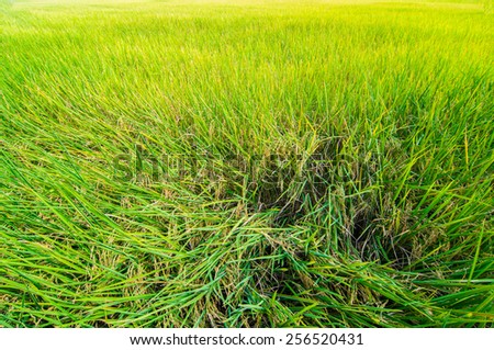 rice yellow fields ready to productivity.