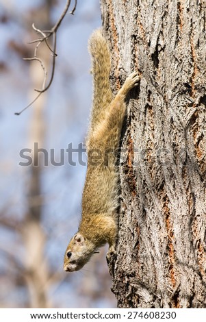 African tree squirrel
