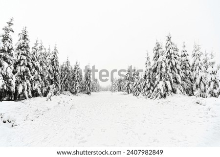 Similar – Image, Stock Photo Noir Flohay in the Hautes Fagnes, consisting of dead trees and grassland of an upland moor and hiking area