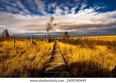 Similar – Image, Stock Photo Noir Flohay in the Hautes Fagnes, consisting of dead trees and grassland of an upland moor and hiking area