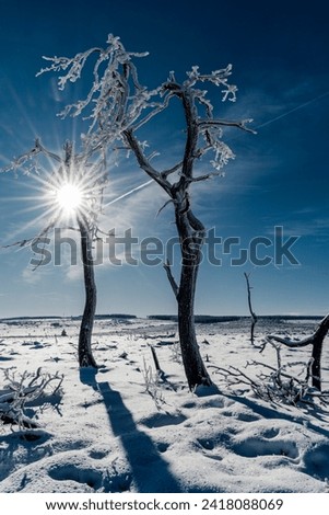 Similar – Image, Stock Photo Noir Flohay in the Hautes Fagnes, consisting of dead trees and grassland of an upland moor and hiking area