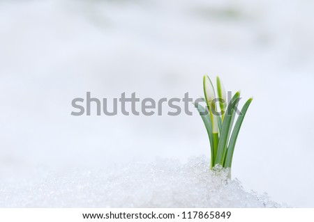 Snowdrop flower coming out from real snow