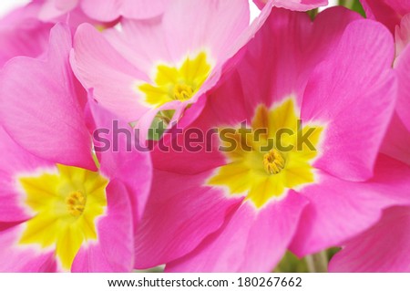 Beautiful pink flowers background. Back lit and high key image.