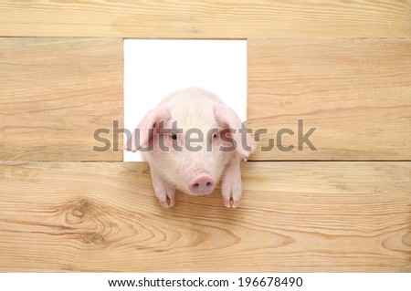 Pig with board isolated on white background.