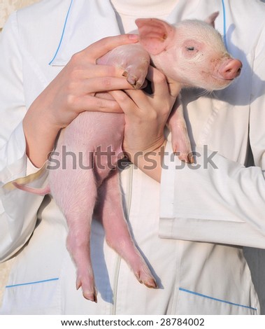 Pig who is in female hands