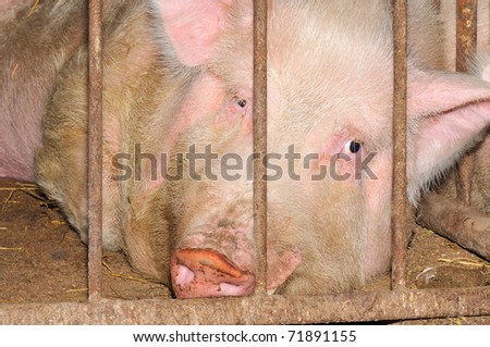 big pig who lies in a cage.