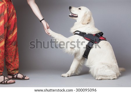 Golden Retriever Dog (white) with trace giving paw on grey background. Isolated studio shot.