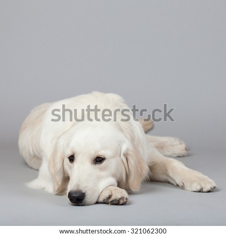 Golden Retriever Dog (white) with trace laying on grey background. Isolated studio shot.