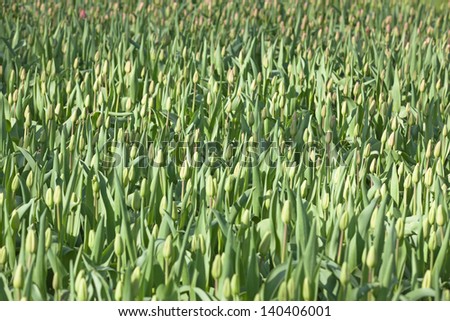 Field of tulip bulbs