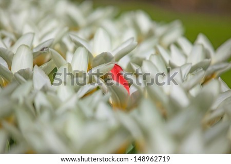 Field with white tulips and one red colored tulip and shallow depth of field.