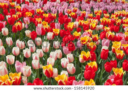 Multi colored tulips