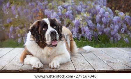 Very large dog sits and looks up on wooden plank in front of wisteria vines. Big beautiful St. Bernard lays on wooden platform looking up with mouth open a bit.