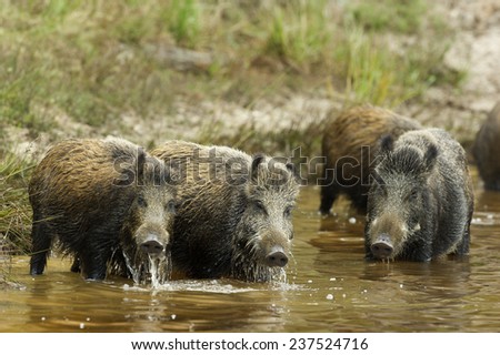 A group of wild boars (scientific name: Sus scrofa) drinking and eating in a pond in Charente-Maritime, France.