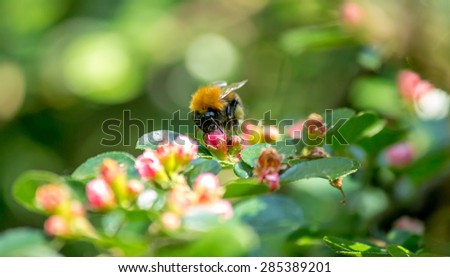 Bumblebee collecting nectar from flowers in the city park.