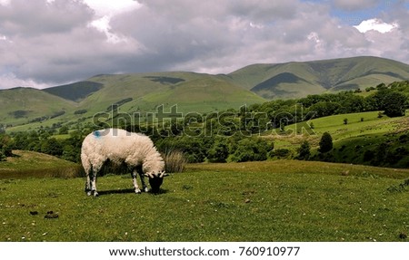 Image, Stock Photo sheep fault Environment