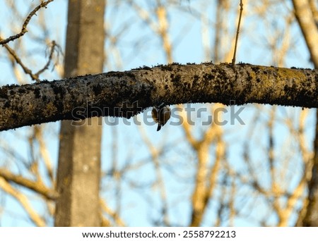 Similar – Foto Bild Kohlmeise auf blattlosem Weigela florida-Zweig in kaltem Wintertag