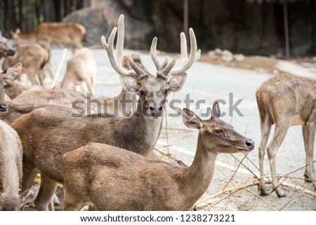 Unduh 480 Background Rusa Keren HD Paling Keren