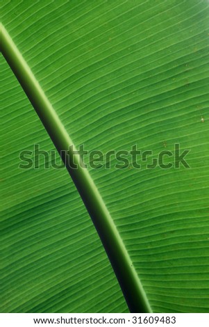 Extreme close-up of palm leaf