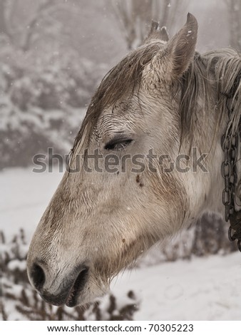 This horse lives out in the snow, and is wet from the snow melting on it.