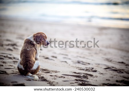 Dog on the beach in Phuket Sweetheart homeless Dog on the beach in Phuket alone