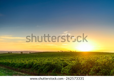 Wine valley at sunset at Barossa, South Australia