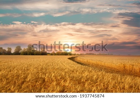 Golden wheat field on the background of hot summer sun and blue sky with white clouds.Ground road leaving to the horizon. Beautiful summer landscape. Foto stock © 