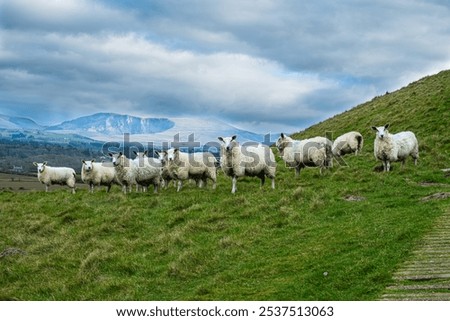 Similar – Image, Stock Photo Flock of sheep, closely packed together