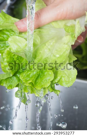 Washing Green Oak Leaf Lettuce under Running Water