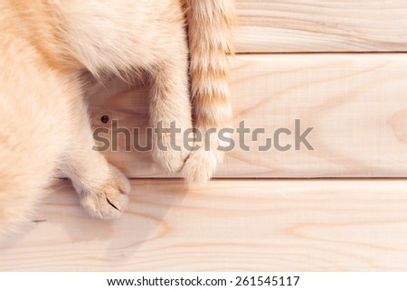 Paws and tail red cat on wooden floor background.