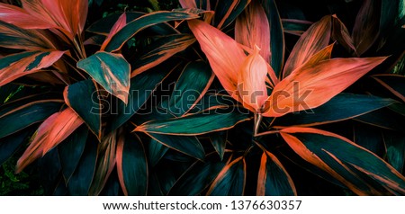 Photo of Leaf or plant Cordyline fruticosa leaves calming coral colorful vivid tropical nature background 