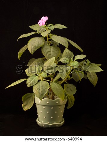 Impatiens plant in a polka dot planter, on a black background.