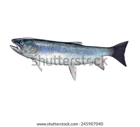 Digital Illustration Of A Salmon - 245907040 : Shutterstock