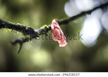 blurred image of red flower on wet branch. blur and bokeh background ,low light